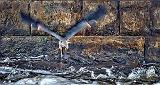 Heron Taking Flight From Under A Bridge_P1140472